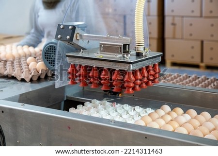 automated egg packaging machine in poultry farm