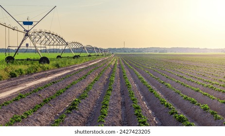 Automated farming irrigation sprinklers system on cultivated agricultural landscape field in sunset - Powered by Shutterstock