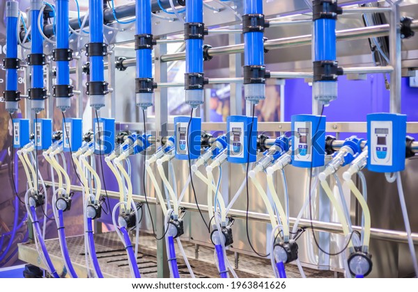 Automated\
goat milking suction machine with teat cups at cattle dairy farm,\
exhibition, trade show. Farming, automated technology equipment,\
agriculture industry, animal husbandry\
concept