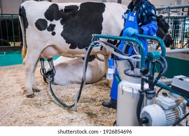 Automated Milking Suction Machine With Teat Cups During Work With Cow Udder At Cattle Dairy Farm, Exhibition, Trade Show. Automated Technology Equipment, Agriculture Industry, Animal Husbandry Concept