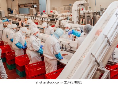 Automated production line with packaging and cutting of meat in modern food factory.Meat processing equipment. Food products meat chicken fillet production line in plastic packaging on the conveyor. - Powered by Shutterstock