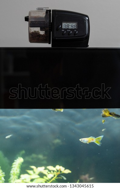 Automatic Fish Feeder Standing On Aquarium Stock Photo Edit Now