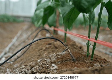 Automatic irrigation lines supplying water directly to the soil in a greenhouse.