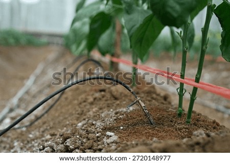 Automatic irrigation lines supplying water directly to the soil in a greenhouse.
