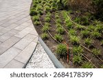 Automatic irrigation system hoses between planted ornamental grass along paved walkway. Urban landscape design. Young green plants in soil and automatic watering system.