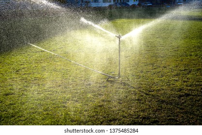 Bird And Water Sprinkler Hd Stock Images Shutterstock