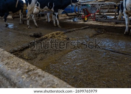 Automatic manure cleaning with a delta scraper on a dairy farm.