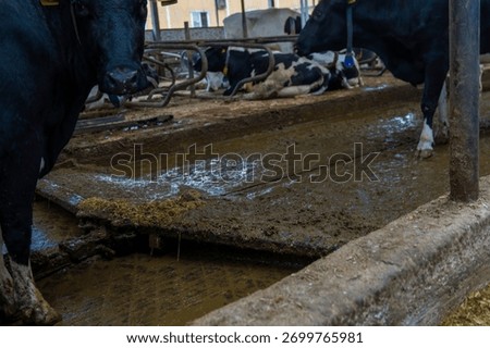 Automatic manure cleaning with a delta scraper on a dairy farm.