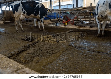 Automatic manure cleaning with a delta scraper on a dairy farm.