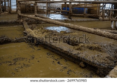 Automatic manure cleaning with a delta scraper on a dairy farm.