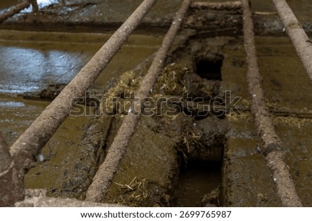 Automatic manure cleaning with a delta scraper on a dairy farm.