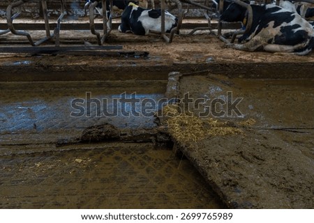 Automatic manure cleaning with a delta scraper on a dairy farm.
