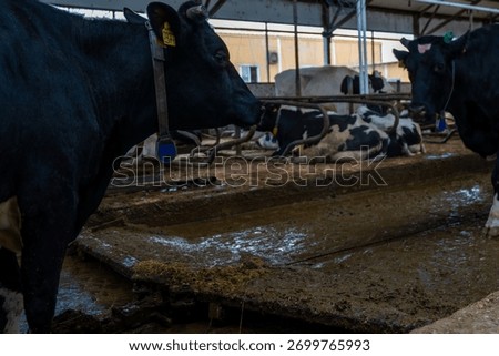 Automatic manure cleaning with a delta scraper on a dairy farm.