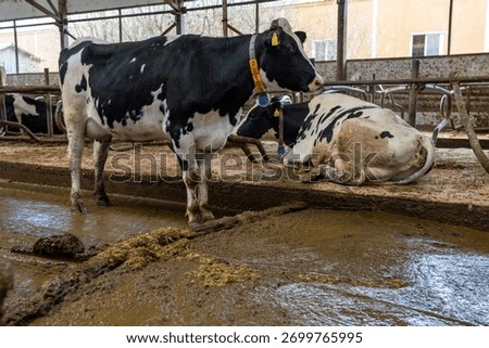 Automatic manure cleaning with a delta scraper on a dairy farm.