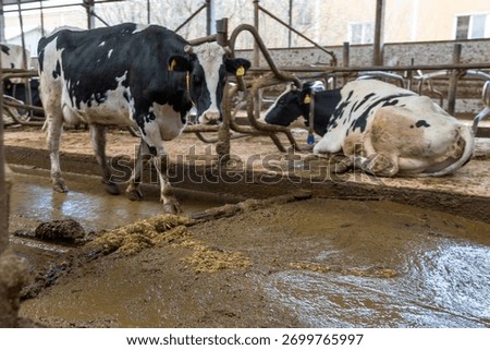 Automatic manure cleaning with a delta scraper on a dairy farm.
