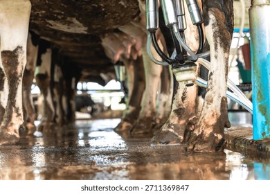 Automatic  milking machine working and sucking milk from dairy cow udders in dairy milk farm