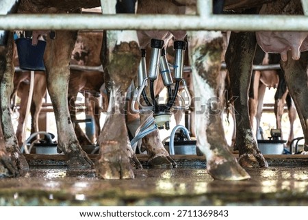 Automatic  milking machine working and sucking milk from dairy cow udders in dairy milk farm