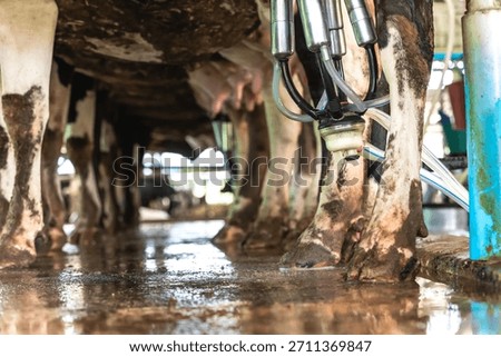 Automatic  milking machine working and sucking milk from dairy cow udders in dairy milk farm