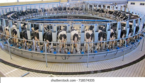 Automatic milking system / Robotic milking system for dairy farm / dairy business