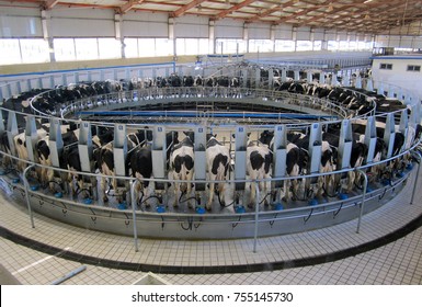 Automatic milking system / Robotic milking rotary system for dairy industry