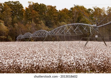 Automatic pivot irrigation mechanism between rows of ripe cotton on agicultural field in rural farmland of North Carolina, NC, USA