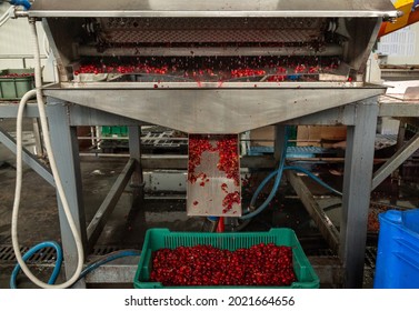 Automatic process of removing illiquid cherries from the conveyor.