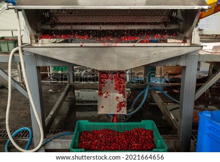 Automatic process of removing illiquid cherries from the conveyor.