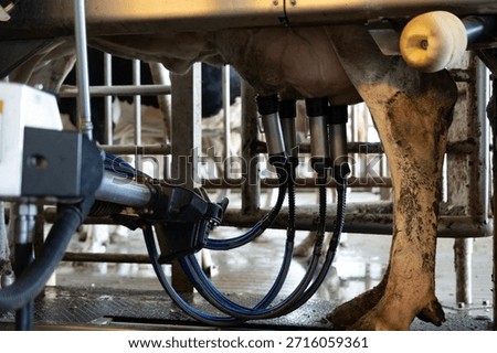 Automatic robotic milking system operating on a dairy cow in a modern farm, efficiently collecting milk from the udder with advanced technology and automated processes for increased productivity