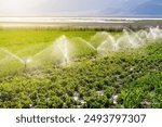 Automatic Sprinkler irrigation system watering in the vegetable farm. Selective focus and motion blur