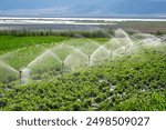 Automatic Sprinkler irrigation system watering in the vegetable farm. Selective focus and motion blur