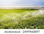 Automatic Sprinkler irrigation system watering in the vegetable farm. Selective focus and motion blur