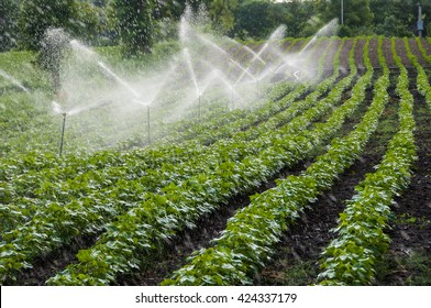 Automatic Sprinkler Irrigation System Watering In The Cotton Farm. Maharashtra, India