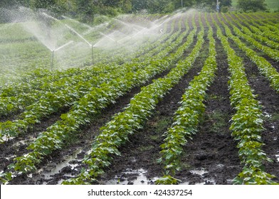 Automatic Sprinkler irrigation system watering in the cotton farm. Maharashtra, India
