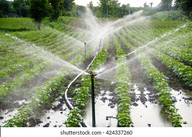 Automatic Sprinkler Irrigation System Watering In The Cotton Farm. Maharashtra, India