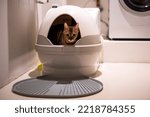 Automatic toilet for cats. Pet gadgets