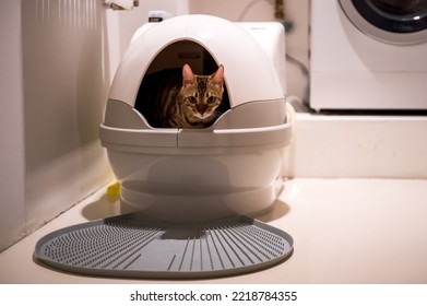 Automatic toilet for cats. Pet gadgets - Shutterstock ID 2218784355