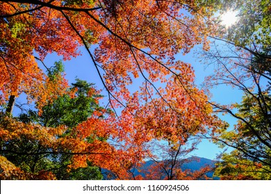 Automne Hd Stock Images Shutterstock