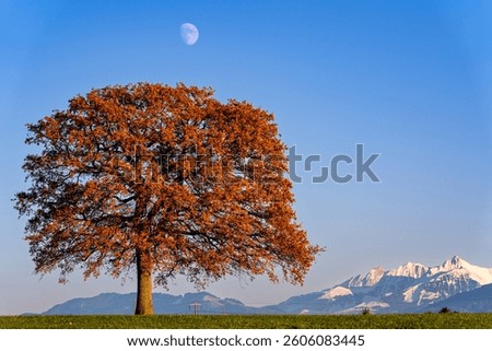 A automn tree under a moon