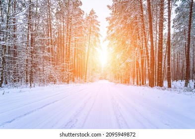 Automobile road through a pine winter forest covered with snow with the sun shining through the trees. Pines along the edges of the road.