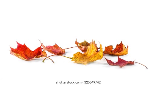 Autum Banner With Colorful Fall Leaves Falling Down From Tree. Isolated On White.