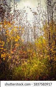 Autum Hue In Fort Mcmurray