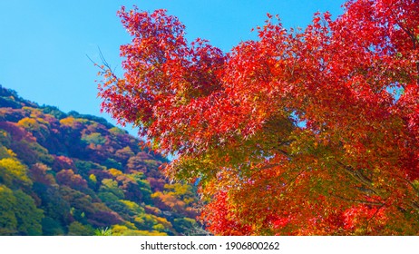 Autum Maple Leafs In Arashiyama