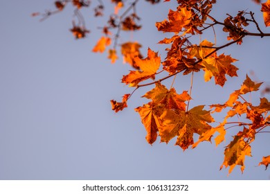 Autum picture of orange colored maple leaves on a branches with pinkish blue sky in the background from sunset