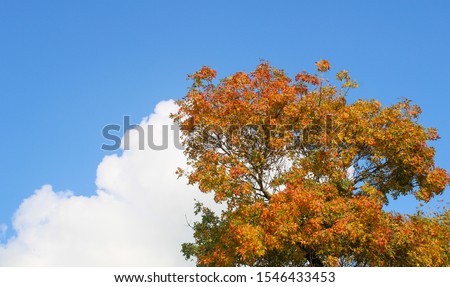 autum tree and blue cloudy sky, yellow dry leaves background