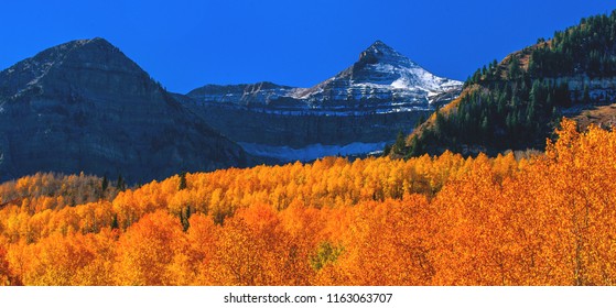 Autum Tree Colors In The Mount Timpanogos Wilderness Along The Wasatch Mountains In American Fork Canyon, Utah County.