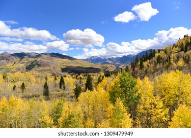 Autumn 2018  And The Aspen Tree Folliage Of The West Elk Loop Near Aspen , Colorado