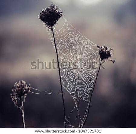 Similar – Image, Stock Photo Close-up of snowy leaves of rosa rubiginosa in winter