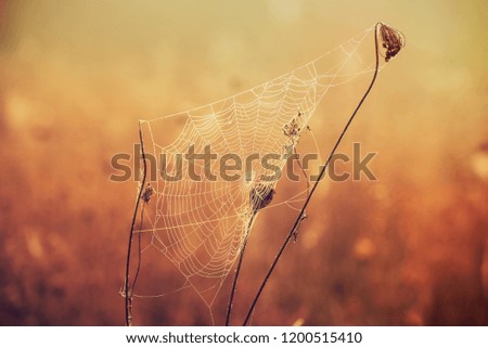 Similar – Grass fireworks 4 Nature