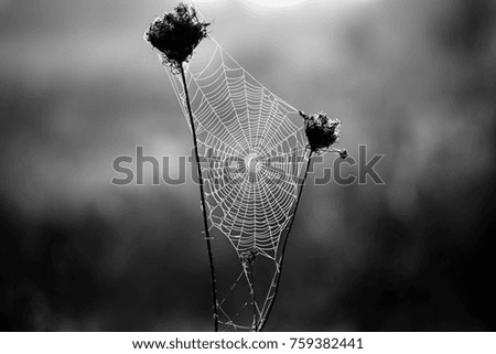 Similar – Image, Stock Photo Kitchen flowers.