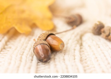Autumn Acorns, yellow leaf, knitted warm blanket or sweater, autumn mood concept.